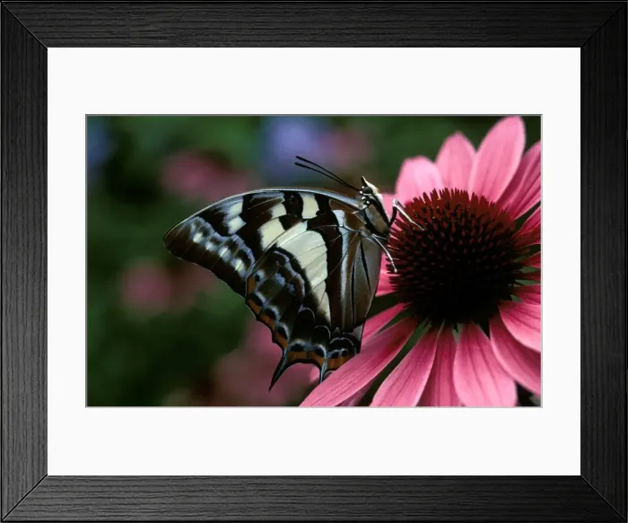 Framed Print : CLY02013. AUS-235. Tailed emperor butterfly on Purple coneflower (Echinacea purpurea), Framed Print : CLY02013. AUS-235. Tailed emperor butterfly on Purple coneflower (Echinacea purpurea),