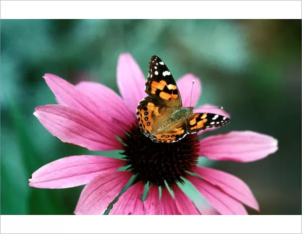 CLY02014. AUS-236. Australian painted lady butterfly - on Purple coneflower 