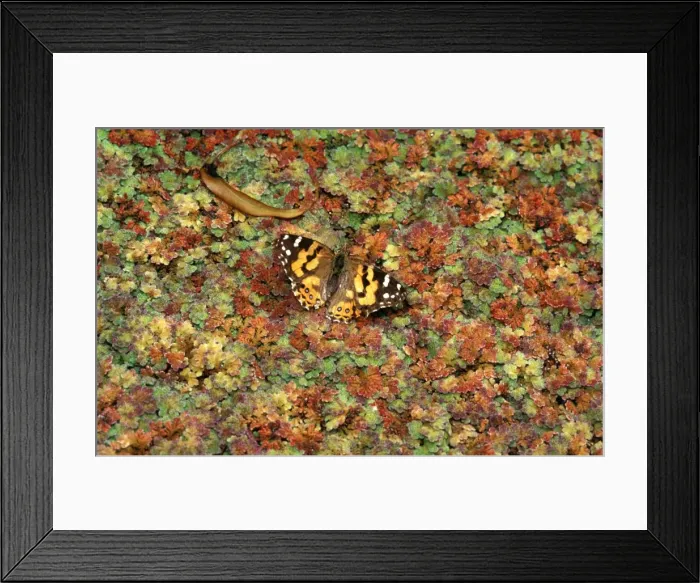 Framed Print : CLY02015. AUS-237. Australian painted lady butterfly - drinking at pond Framed Print : CLY02015. AUS-237. Australian painted lady butterfly - drinking at pond