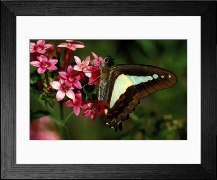 Framed Print : CLY02016. AUS-238. Blue triangle butterfly - on flower (Pentas lanceolata) Framed Print : CLY02016. AUS-238. Blue triangle butterfly - on flower (Pentas lanceolata)