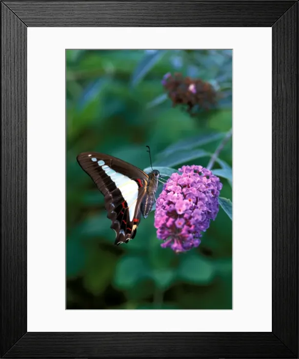 Framed Print : CLY02018. AUS-240. Blue triangle butterfly - on Butterfly bush (Buddleia davidii), Framed Print : CLY02018. AUS-240. Blue triangle butterfly - on Butterfly bush (Buddleia davidii),
