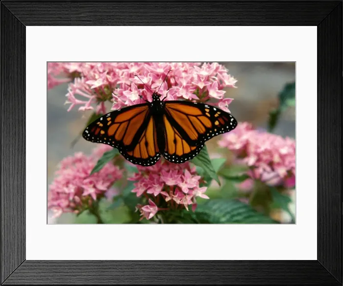 Framed Print : CLY02019. AUS-241. Wanderer / MONARCH / Milkweed Butterfly - male on Pentas Framed Print : CLY02019. AUS-241. Wanderer / MONARCH / Milkweed Butterfly - male on Pentas