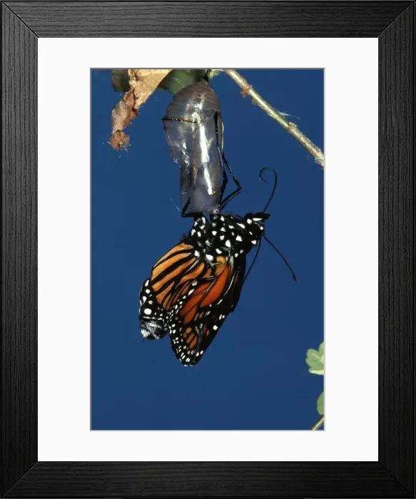 Framed Print : CLY02023. AUS-245. Wanderer  /  MONARCH  /  Milkweed Butterfly - emerging and unfolding wings
