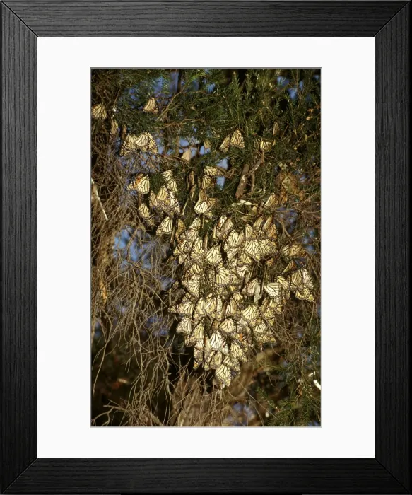 Framed Print : CLY02024. AUS-246. Wanderer / MONARCH / Milkweed Butterfly - in overwintering clusters Framed Print : CLY02024. AUS-246. Wanderer / MONARCH / Milkweed Butterfly - in overwintering clusters