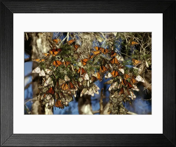 Framed Print : CLY02025. AUS-247. Wanderer / MONARCH / Milkweed Butterfly - in overwintering clusters Framed Print : CLY02025. AUS-247. Wanderer / MONARCH / Milkweed Butterfly - in overwintering clusters