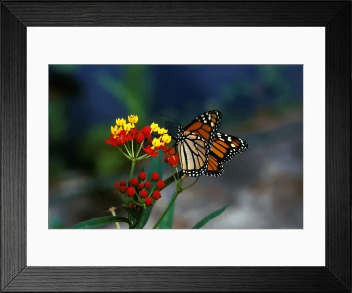 Framed Print : CLY02026. AUS-248. Wanderer / MONARCH / Milkweed Butterfly - feeding at Blood flower Framed Print : CLY02026. AUS-248. Wanderer / MONARCH / Milkweed Butterfly - feeding at Blood flower