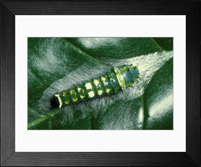 Framed Print : CLY02027. AUS-249. Ulysses butterfly - larva / Caterpillar resting on its silk sheet, Framed Print : CLY02027. AUS-249. Ulysses butterfly - larva / Caterpillar resting on its silk sheet,