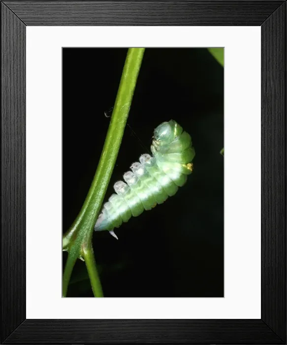 Framed Print : CLY02028. AUS-250. Ulysses butterfly - pre-pupa Framed Print : CLY02028. AUS-250. Ulysses butterfly - pre-pupa