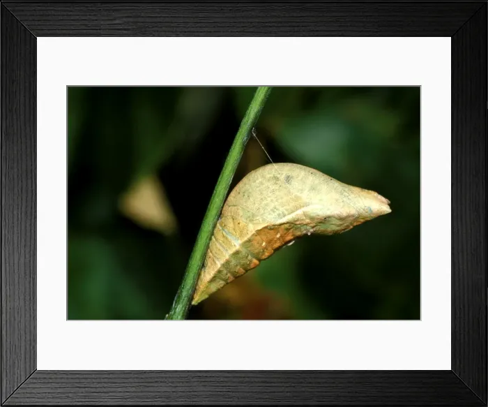 Framed Print : CLY02029. AUS-251. Ulysses butterfly - pupa, Framed Print : CLY02029. AUS-251. Ulysses butterfly - pupa,