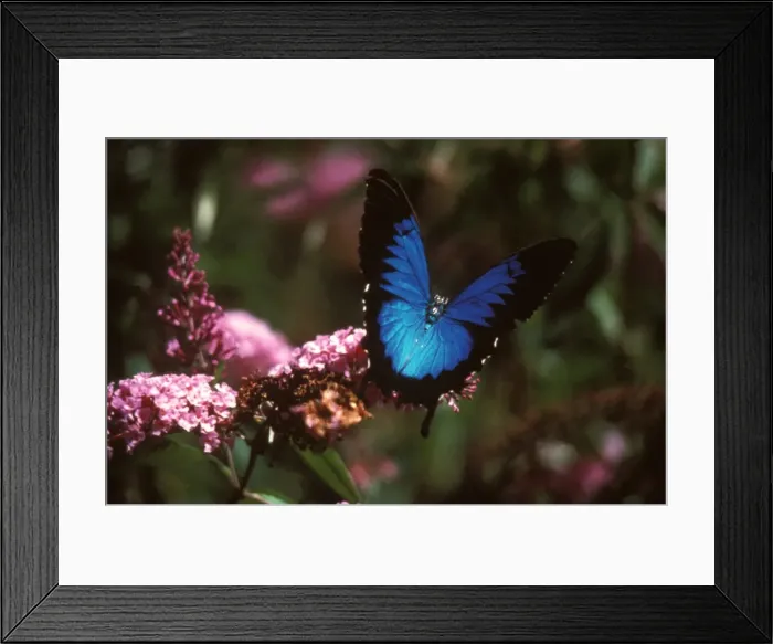 Framed Print : CLY02030. AUS-252. Ulysses butterfly - on Buddleia (Buddleia sp.) flowers, Framed Print : CLY02030. AUS-252. Ulysses butterfly - on Buddleia (Buddleia sp.) flowers,
