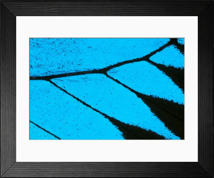 Framed Print : CLY02031. AUS-253. Ulysses butterfly - wing scales, Framed Print : CLY02031. AUS-253. Ulysses butterfly - wing scales,