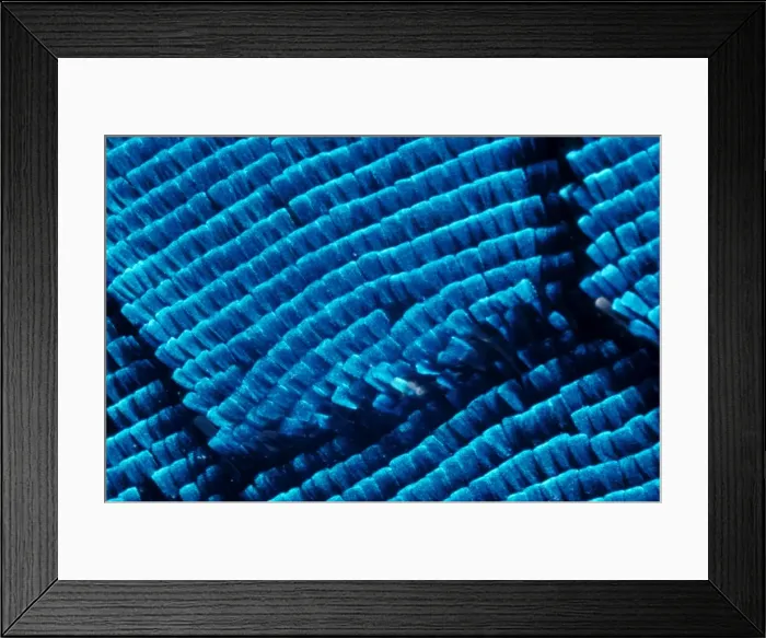 Framed Print : CLY02032. AUS-254. Ulysses butterfly - wing scales, Framed Print : CLY02032. AUS-254. Ulysses butterfly - wing scales,