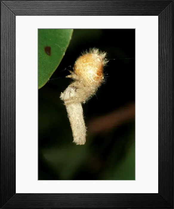 Framed Print : CLY02061. AUS-283. A bolas spider - with captured moth, Framed Print : CLY02061. AUS-283. A bolas spider - with captured moth,