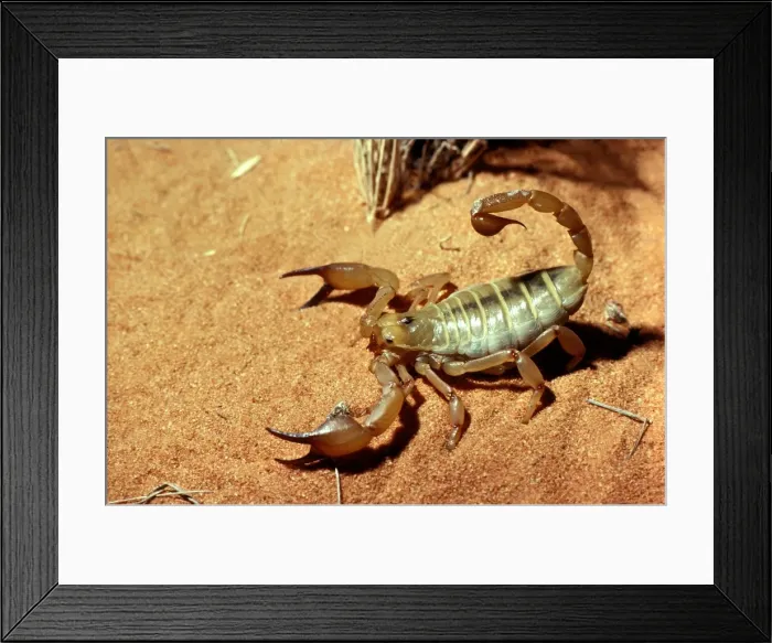 Framed Print : CLY02063. AUS-285. A scorpion (Fam: Scorpionidae) on red sand Framed Print : CLY02063. AUS-285. A scorpion (Fam: Scorpionidae) on red sand