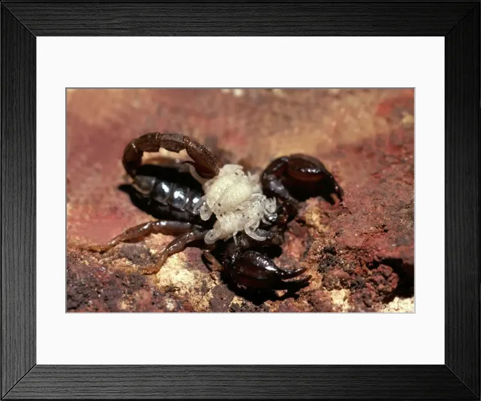 Framed Print : CLY02064. AUS-286. A scorpion (Fam: Scorpionidae) female carrying young on back Framed Print : CLY02064. AUS-286. A scorpion (Fam: Scorpionidae) female carrying young on back