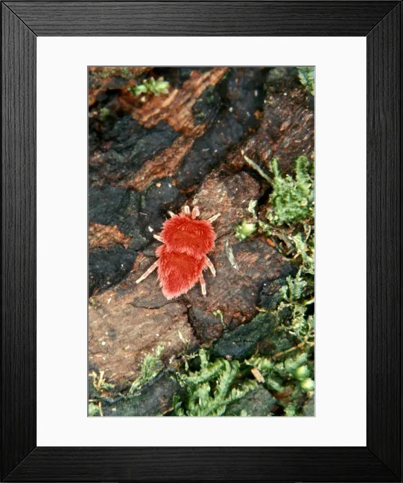 Framed Print : CLY02065. AUS-287. A velvet mite (Fam: Trombidiidae). Framed Print : CLY02065. AUS-287. A velvet mite (Fam: Trombidiidae).