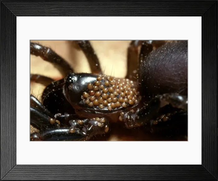 Framed Print : CLY02066. AUS-288. Mites - on the cephalothorax of one of the Mygalomorph Framed Print : CLY02066. AUS-288. Mites - on the cephalothorax of one of the Mygalomorph
