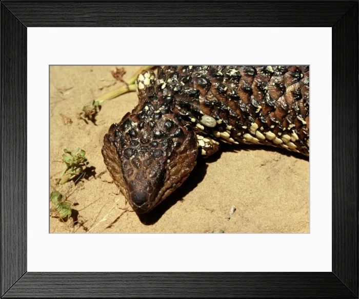 Framed Print : CLY02068. AUS-290. Paralysis tick - on head of Shingleback lizard (Trachydosaurus rugosa) Framed Print : CLY02068. AUS-290. Paralysis tick - on head of Shingleback lizard (Trachydosaurus rugosa)