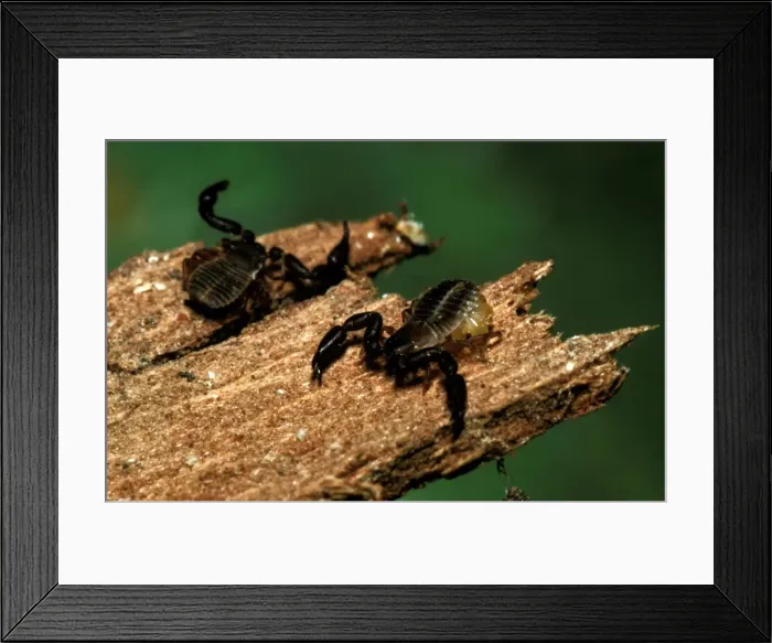Framed Print : CLY02069. AUS-291. False scorpions - small, harmless insect eaters; female Framed Print : CLY02069. AUS-291. False scorpions - small, harmless insect eaters; female