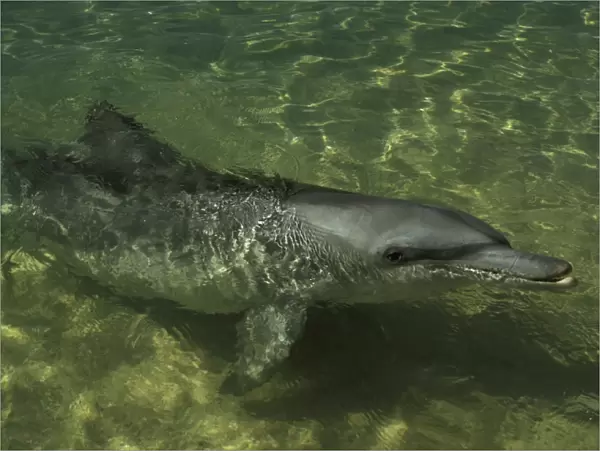 AUS-31 Bottlenose dolphin (Tursiops truncatus). Monkey Mia, Francois Peron National Park, Shark Bay, Western Australia Tim Acker  /  Auscape  /  ardea. com Auscape All images are copyright protected
