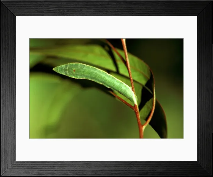 Framed Print : CLY02093. AUS-315. Geometrid moth - looper caterpillar; it pupates inside Framed Print : CLY02093. AUS-315. Geometrid moth - looper caterpillar; it pupates inside