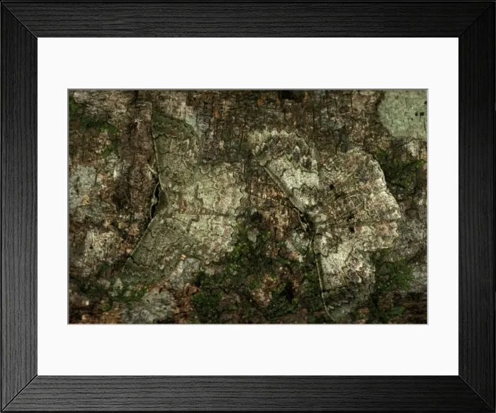 Framed Print : CLY03000. AUS-322. Two Geometrid moth - scarcely discernible on tree trunk Framed Print : CLY03000. AUS-322. Two Geometrid moth - scarcely discernible on tree trunk