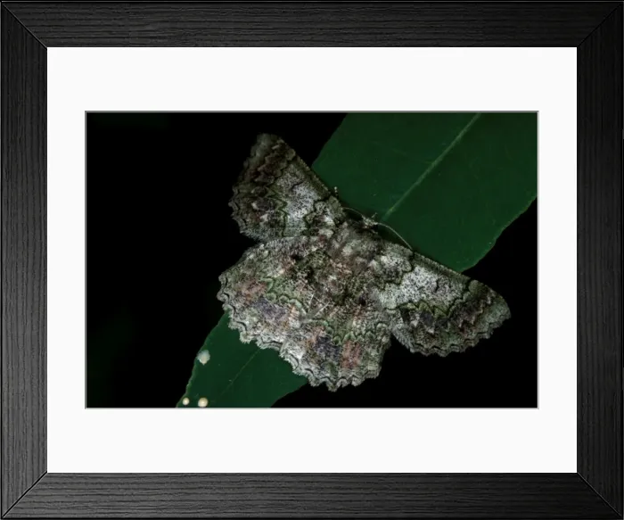 Framed Print : CLY03001. AUS-323. Geometrid moth - on leaf at night. Framed Print : CLY03001. AUS-323. Geometrid moth - on leaf at night.