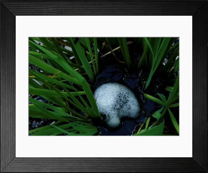 Framed Print : CLY03007. AUS-328. Striped marsh frog - frothy raft with eggs embedded Framed Print : CLY03007. AUS-328. Striped marsh frog - frothy raft with eggs embedded