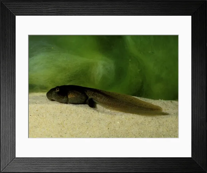 Framed Print : CLY03009. AUS-331. Striped marsh frog - advanced tadpole Framed Print : CLY03009. AUS-331. Striped marsh frog - advanced tadpole