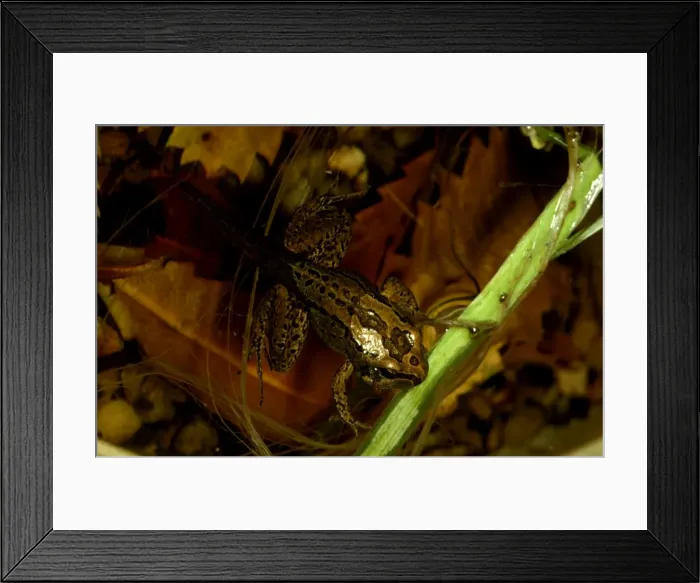 Framed Print : CLY03010. AUS-332. Striped marsh frog - young frog still with tail Framed Print : CLY03010. AUS-332. Striped marsh frog - young frog still with tail
