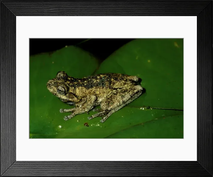Framed Print : CLY03014. AUS-336. Perons tree frog - showing the distinctive green specks on dorsum. Framed Print : CLY03014. AUS-336. Perons tree frog - showing the distinctive green specks on dorsum.
