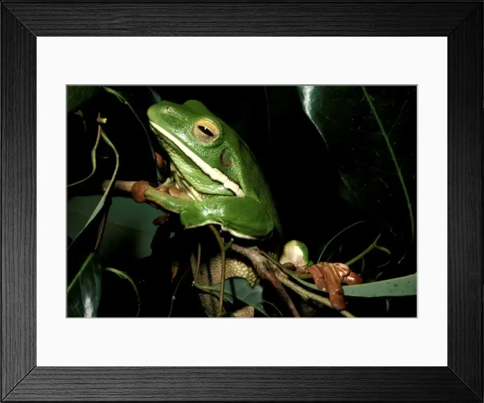 Framed Print : CLY03019. AUS-341. White-lipped tree frog Framed Print : CLY03019. AUS-341. White-lipped tree frog