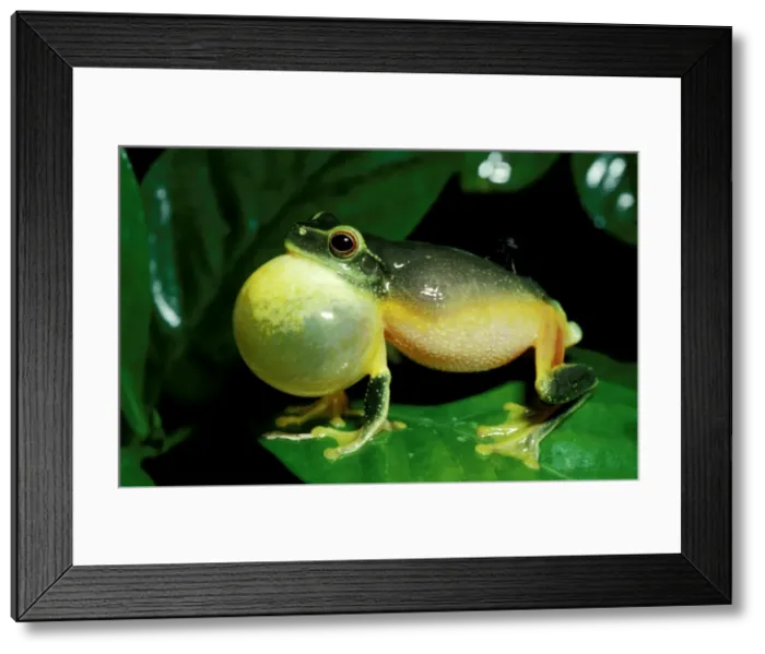 Framed Print : CLY03020. AUS-342. Red-eyed tree frog - male, calling. Framed Print : CLY03020. AUS-342. Red-eyed tree frog - male, calling.