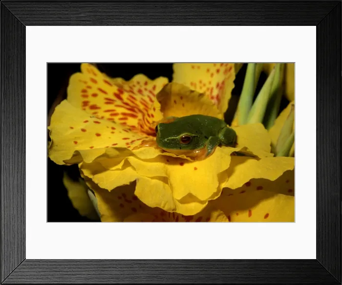 Framed Print : CLY03021. AUS-343. Dainty green tree frog on a Canna. Framed Print : CLY03021. AUS-343. Dainty green tree frog on a Canna.