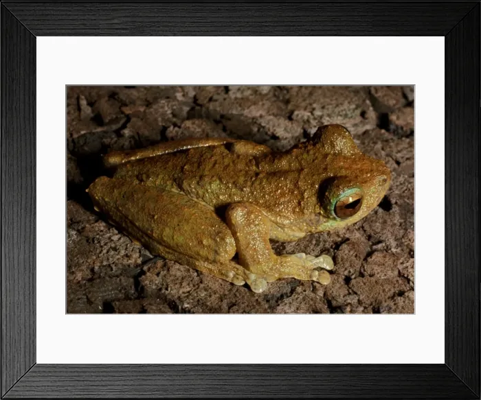 Framed Print : CLY03023. AUS-345. Green-eyed tree frog - a rainforest inhabitant. Framed Print : CLY03023. AUS-345. Green-eyed tree frog - a rainforest inhabitant.