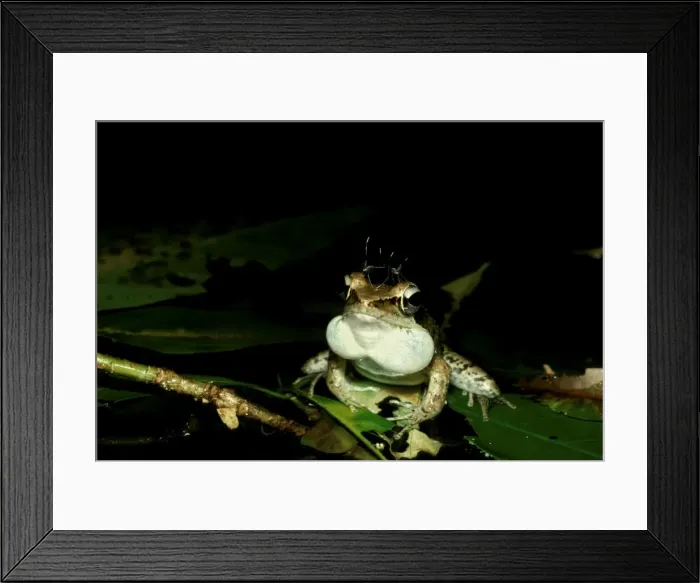 Framed Print : CLY03025. AUS-347. Wood frog - male with mosquitoes on head, calling Framed Print : CLY03025. AUS-347. Wood frog - male with mosquitoes on head, calling