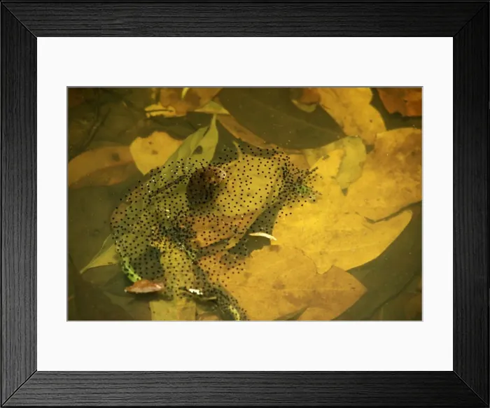 Framed Print : CLY03026. AUS-348. Wood frog - spawn.. Far northeastern Queensland, Australia Framed Print : CLY03026. AUS-348. Wood frog - spawn.. Far northeastern Queensland, Australia