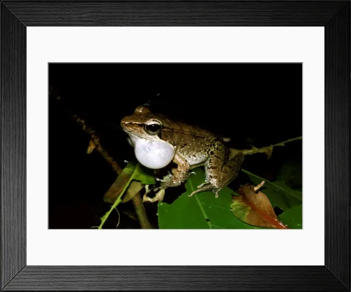 Framed Print : CLY03027. AUS-349. Wood frog - male, calling Framed Print : CLY03027. AUS-349. Wood frog - male, calling