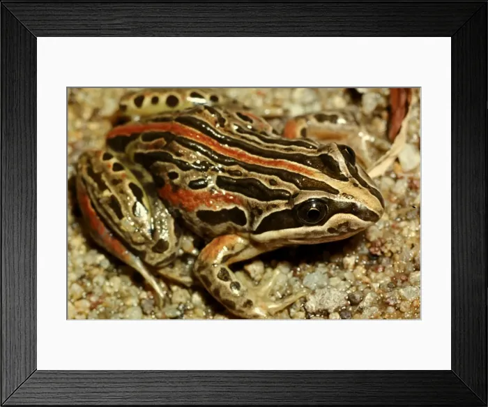 Framed Print : CLY03031. AUS-353. Salmon-striped frog - a burrowing frog. Framed Print : CLY03031. AUS-353. Salmon-striped frog - a burrowing frog.