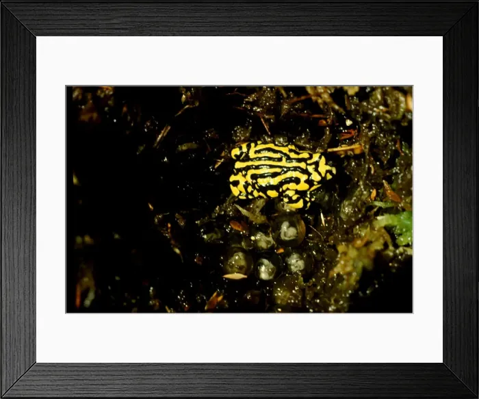 Framed Print : CLY03033. AUS-355. Southern corroboree frog - with embryos in large eggs Framed Print : CLY03033. AUS-355. Southern corroboree frog - with embryos in large eggs