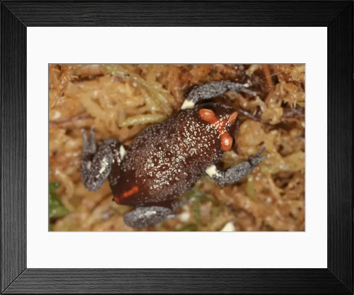 Framed Print : CLY03035. AUS-357. Red-crowned toadlet. Sydney area, New South Wales, Australia Framed Print : CLY03035. AUS-357. Red-crowned toadlet. Sydney area, New South Wales, Australia
