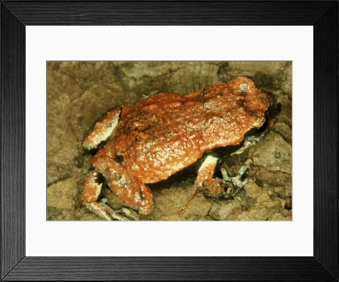 Framed Print : CLY03037. AUS-359. Red-backed toadlet - a small frog of coastal areas. Framed Print : CLY03037. AUS-359. Red-backed toadlet - a small frog of coastal areas.