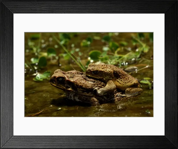 Framed Print : CLY03040. AUS-362. Cane toad - pair in amplexus Framed Print : CLY03040. AUS-362. Cane toad - pair in amplexus