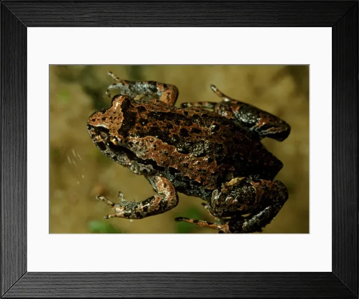 Framed Print : CLY03045. AUS-367. Smooth froglet - a small frog that lays large eggs out of water. Framed Print : CLY03045. AUS-367. Smooth froglet - a small frog that lays large eggs out of water.