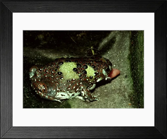 Framed Print : CLY03047. AUS-369. Crucifix toad - flicking out its tongue at an ant (its food source). Framed Print : CLY03047. AUS-369. Crucifix toad - flicking out its tongue at an ant (its food source).