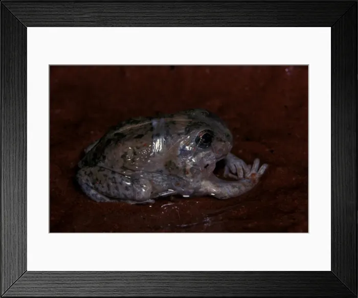 Framed Print : CLY03050. AUS-372. A burrowing frog - removing cocoon after aestivation over dry period Framed Print : CLY03050. AUS-372. A burrowing frog - removing cocoon after aestivation over dry period