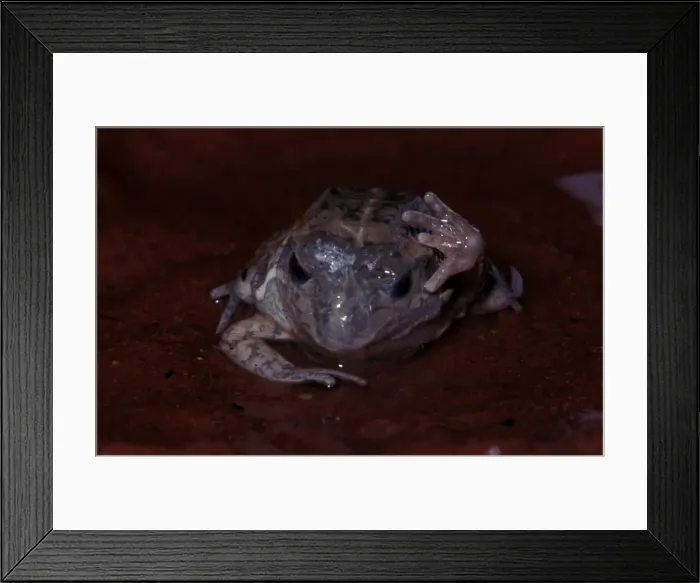 Framed Print : CLY03051. AUS-373. A burrowing frog - removing cocoon after astivation over dry period. Framed Print : CLY03051. AUS-373. A burrowing frog - removing cocoon after astivation over dry period.