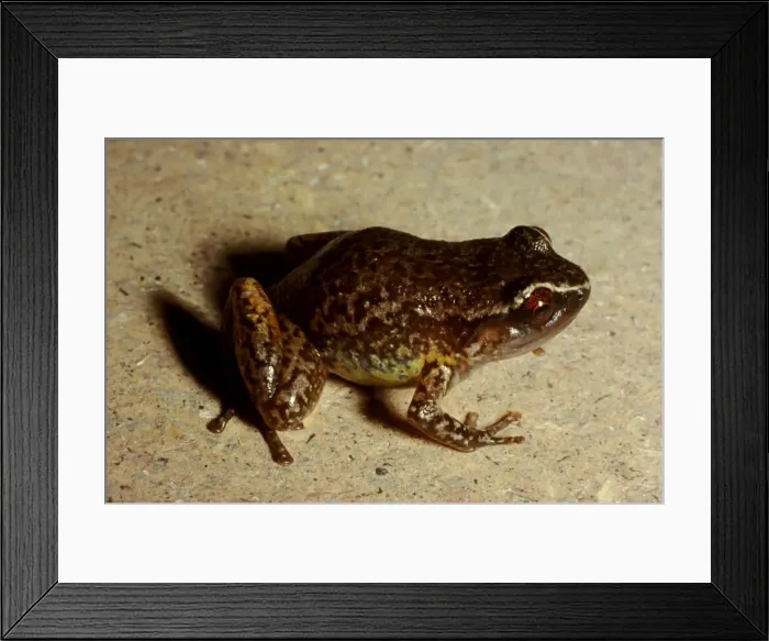 Framed Print : CLY03055. AUS-377. Rain frog - a very small frog Framed Print : CLY03055. AUS-377. Rain frog - a very small frog