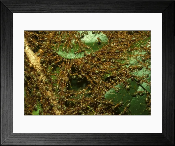 Framed Print : Green tree or Weaver ants - major workers forming temporary bridges during repair of leaf nest Framed Print : Green tree or Weaver ants - major workers forming temporary bridges during repair of leaf nest
