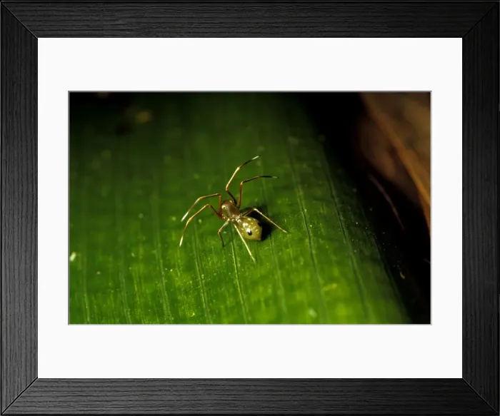 Framed Print : Green tree ant mimicking spider - lives near Weaver ants (Oecophylla smaragdina virescens) - mimics and preys on them Framed Print : Green tree ant mimicking spider - lives near Weaver ants (Oecophylla smaragdina virescens) - mimics and preys on them